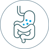 Aids in health digestive function Intestine